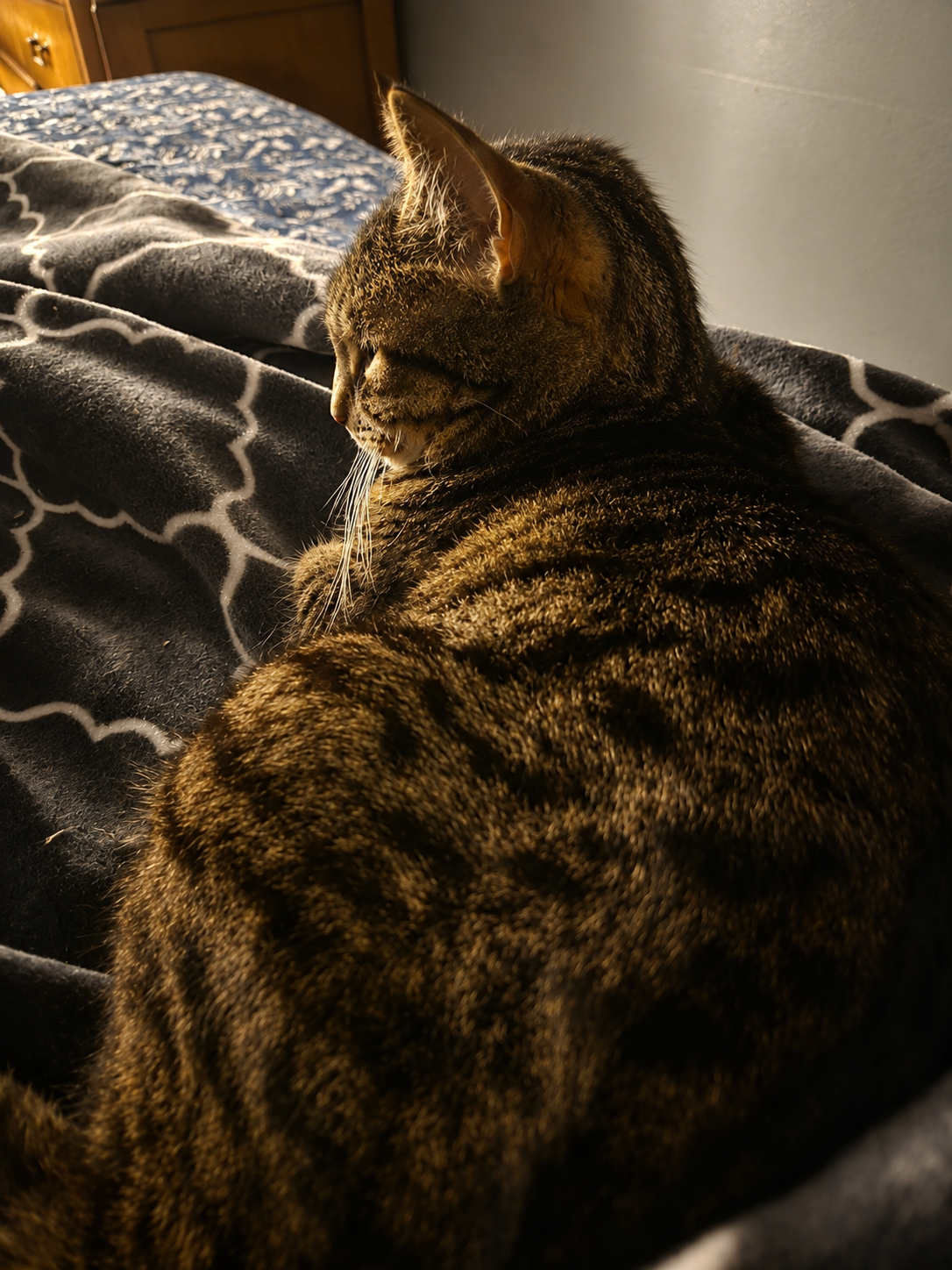 Little Paw, Big Love